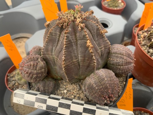 901 euphorbia obesa - 901,