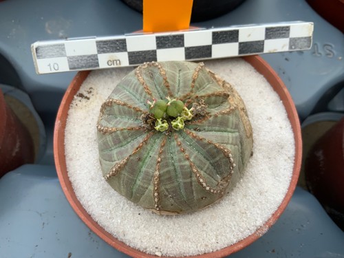 Wysiwyg 591 euphorbia obesa - wysiwyg,