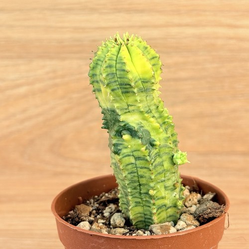 Euphorbia obesa hybrid - , f