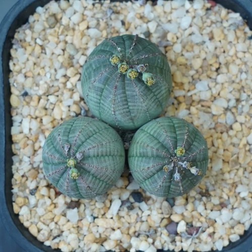 Pianta cactus succulenta - di,