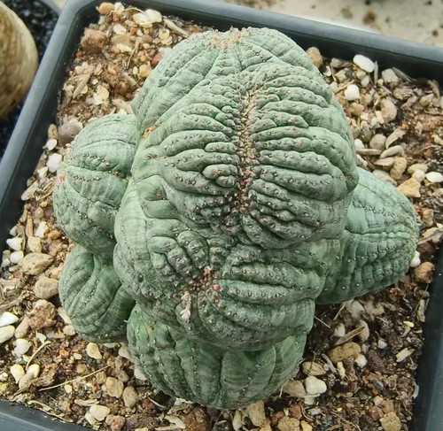 Vendita rara pianta cactus - vendita,