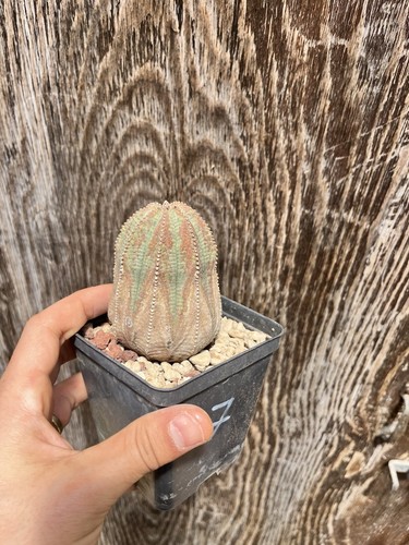Euphorbia obesa pot - pot, x