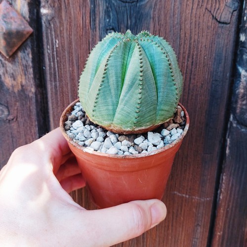 Euphorbia obesa succulent - euphorbia,