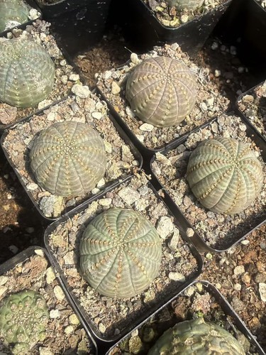 4pcs euphorbia obesa - euphorbia,