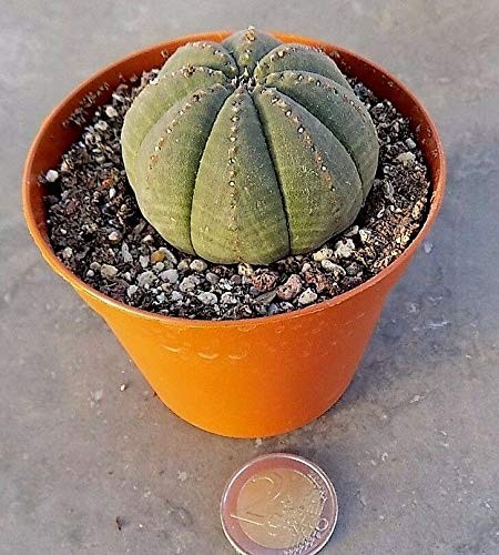 Euphorbia obesa restituzione - euphorbia,