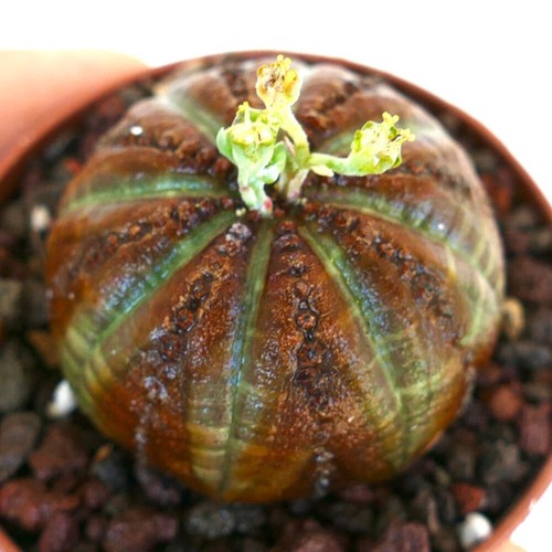Euphorbia obesa super - super, brown