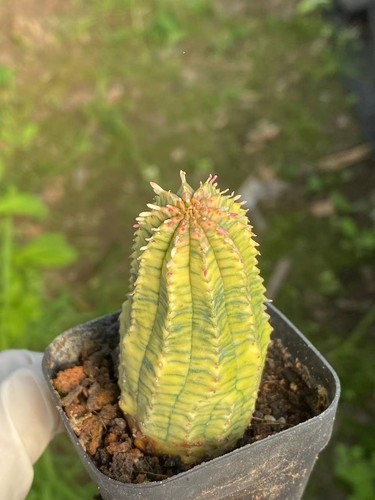 Euphorbia obesa variegato