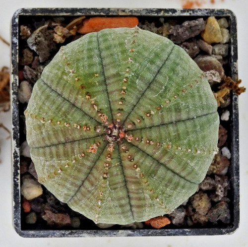 Cactus euphorbia - -,