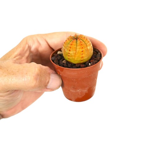 Euphorbia obesa super - obesa, orange