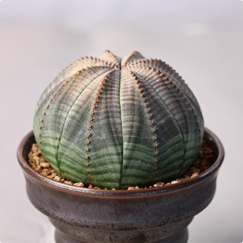 Euphorbia obesa cactus - , pianta