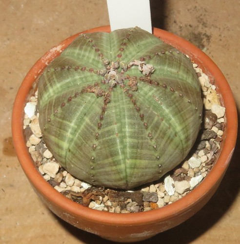 Euphorbia obesa ot40 t5 - obesa, eb-ot40-t5