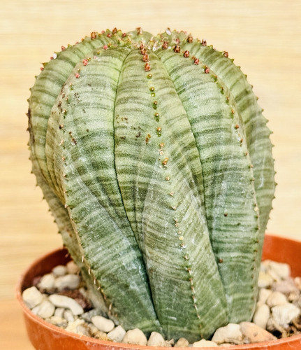 Euphorbia obesa pot 8 - obesa,