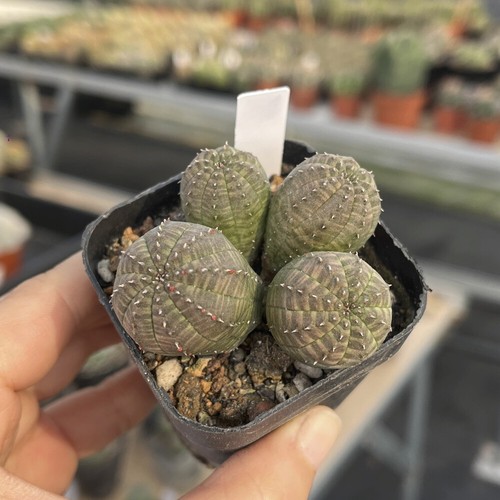 Pianta cactus succulenta - pianta,