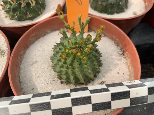 299 euphorbia obesa susannae - 299,