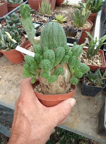 Euphorbia obesa monster - euphorbia,