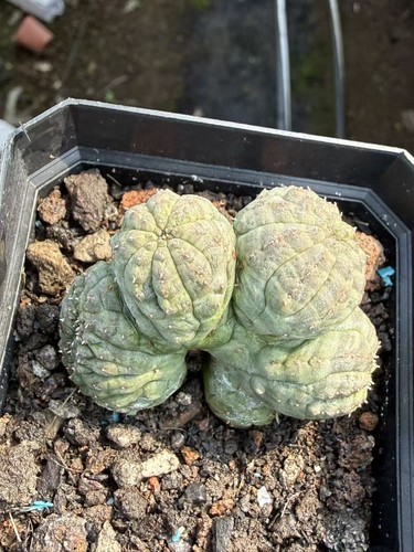 Rara pianta succulenta