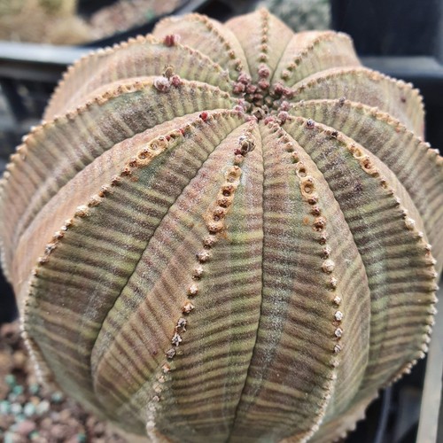 Euphorbia obesa euforbia - obesa,