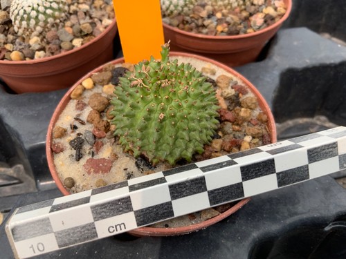 029 euphorbia susannae obesa - x,
