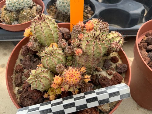 320 euphorbia hybrid - euphorbia,