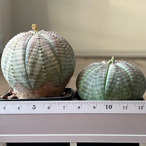 A41 2070 euphorbia - a41-2070, coppia
