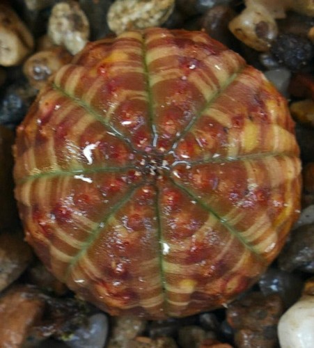 Euphorbia obesa striata - euphorbia,