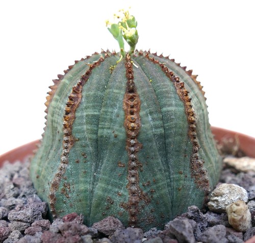 Euphorbia obesa - , (verde)