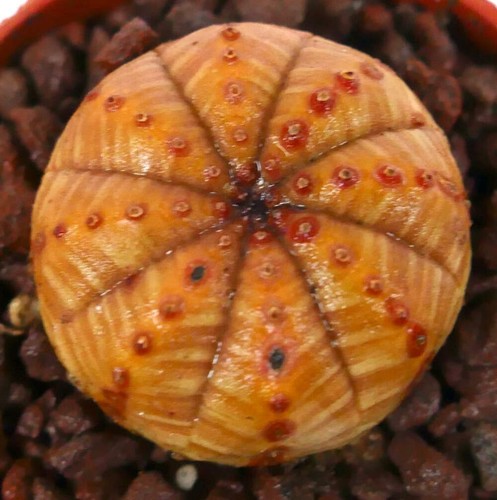 Euphorbia obesa orange - obesa, yellow