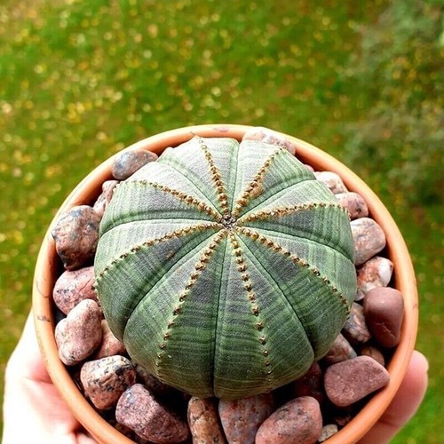 3pz 3cm euphorbia obesa - 2,5-3cm,