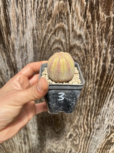Euphorbia obesa wild - obesa, plant