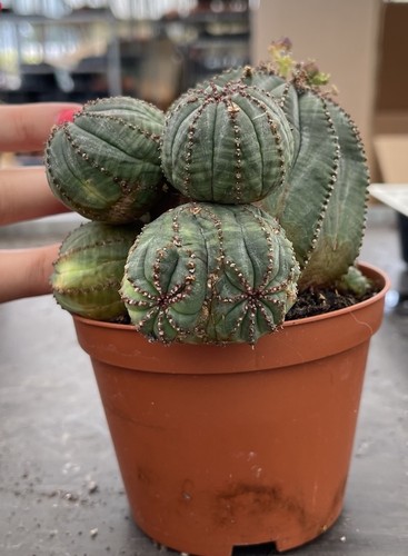 Euphorbia obesa monster old - , on
