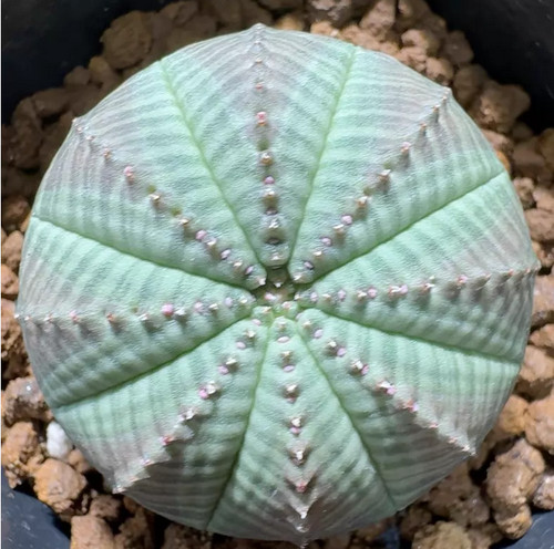 Euphorbia obesa astrophytum - obesa,
