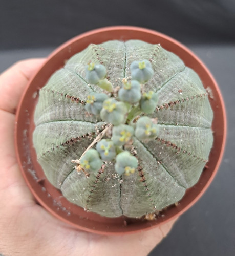 Euphorbia obesa - , africa)