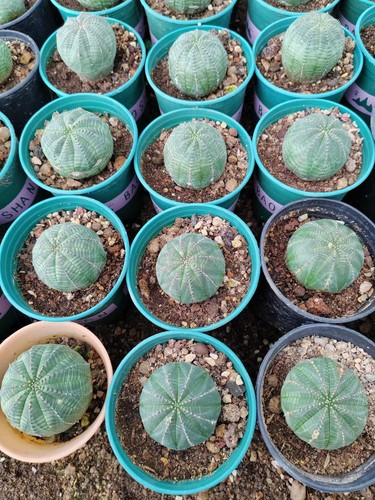 Euphorbia obesa astrophytum - euphorbia,