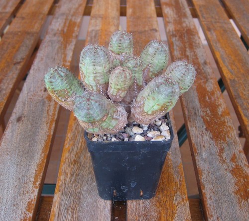 Euphorbia obesa infausta - euphorbia, x
