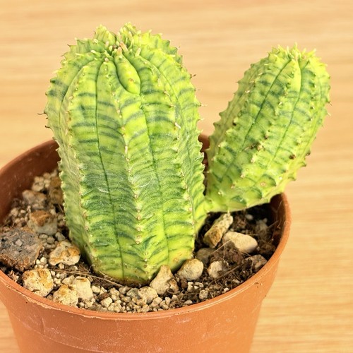 Euphorbia obesa hybrid - , f