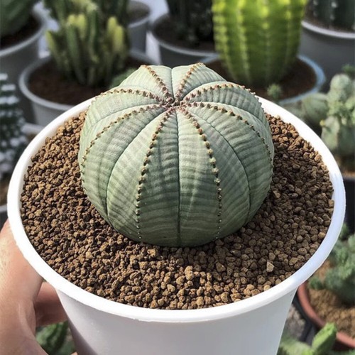 Pianta cactus succulenta 5 - di,