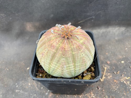 Euphorbia obesa cactus piante - euphorbia,