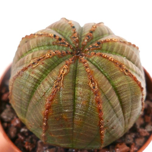 Euphorbia obesa greenish body - euphorbia,