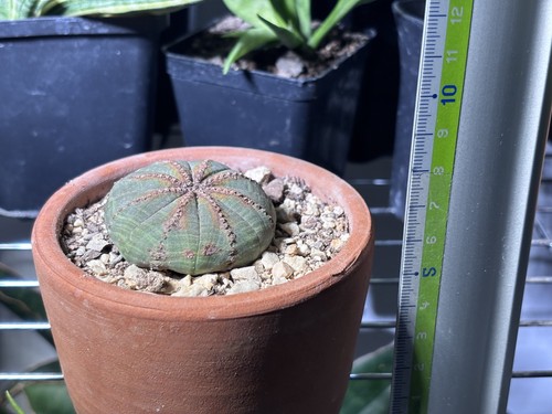 Euforbia euphorbia obesa - euphorbia,