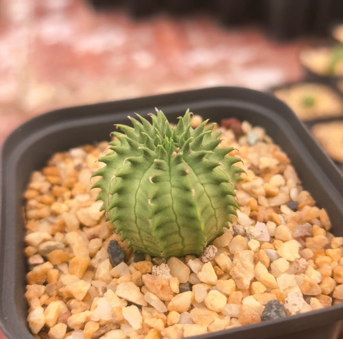 Piante succulente euphorbia - succulente,