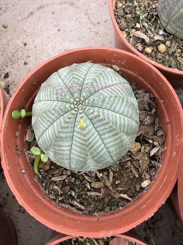 Vendita euphorbia obesa piante - obesa,