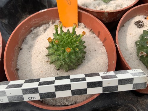 178 euphorbia obesa susannae - euphorbia,