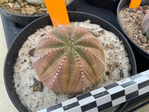 560 euphorbia obesa selection - euphorbia,