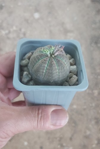 Euphorbia obesa maceta pot - euphorbia, maceta/pot