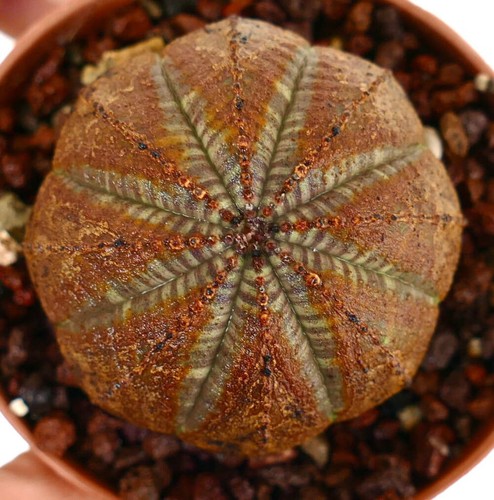 Euphorbia obesa super brown - euphorbia, (super