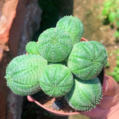 Euphorbia obesa teste multiple