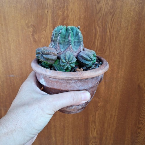Euphorbia obesa prolifera - obesa,