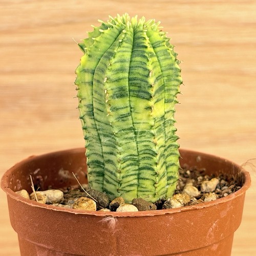 Euphorbia obesa hybrid - , f