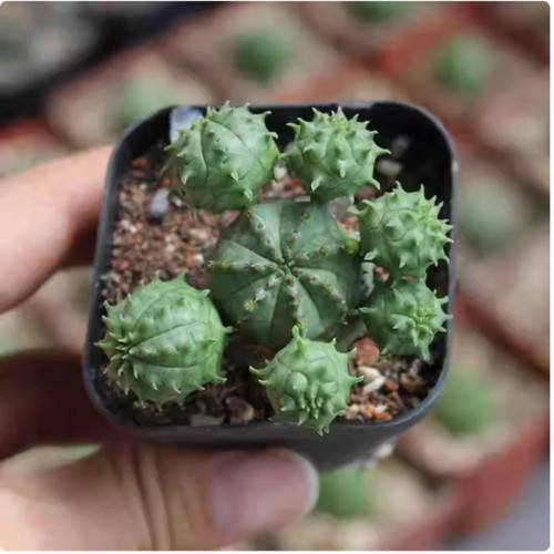 Pianta succulenta cactus - succulenta,