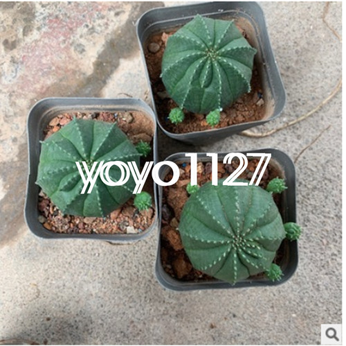 3pcs euphorbia obesa cactus - 3pcs,